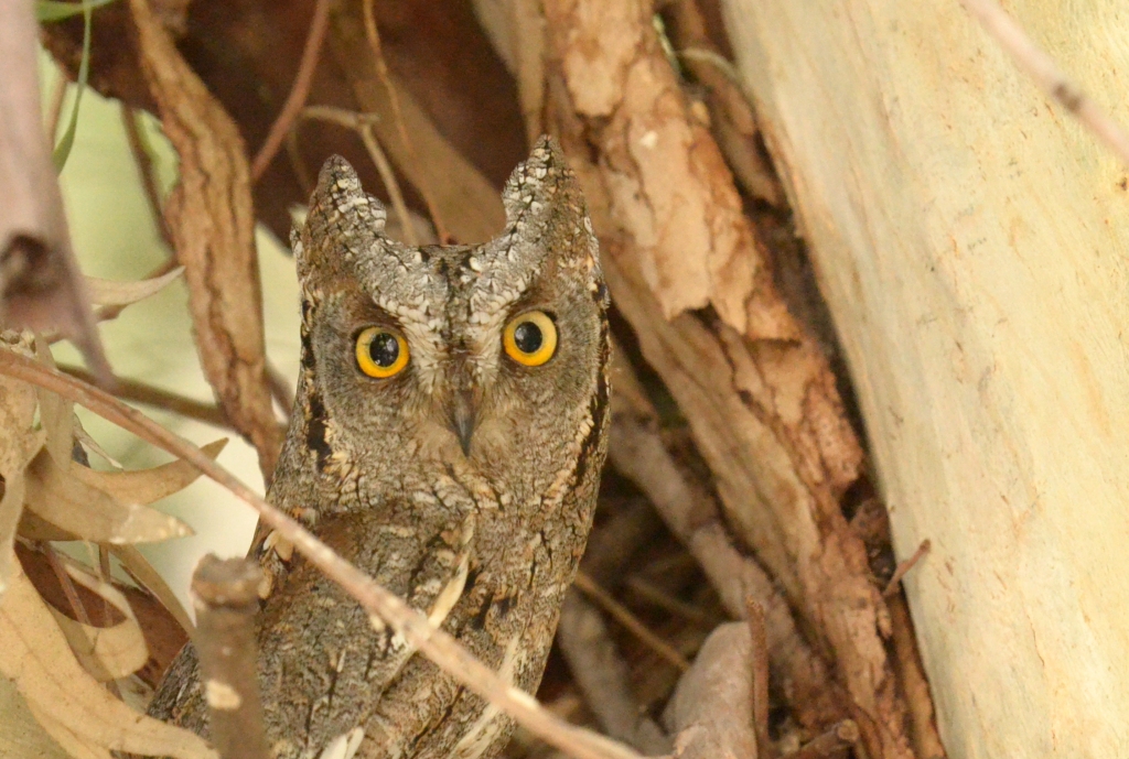 Scops Owls in&nbsp;place