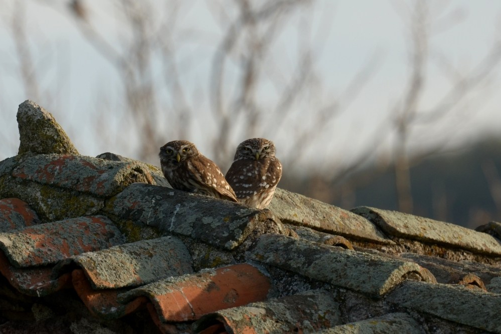 Little Owl;Lesvos