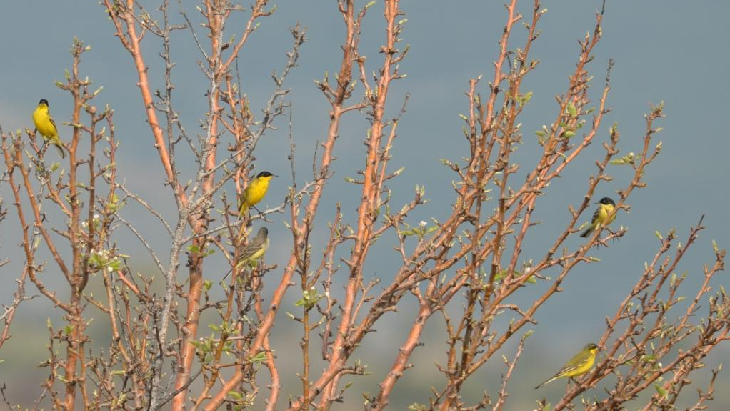 North parts of the Kalloni Gulf,&nbsp;20/3