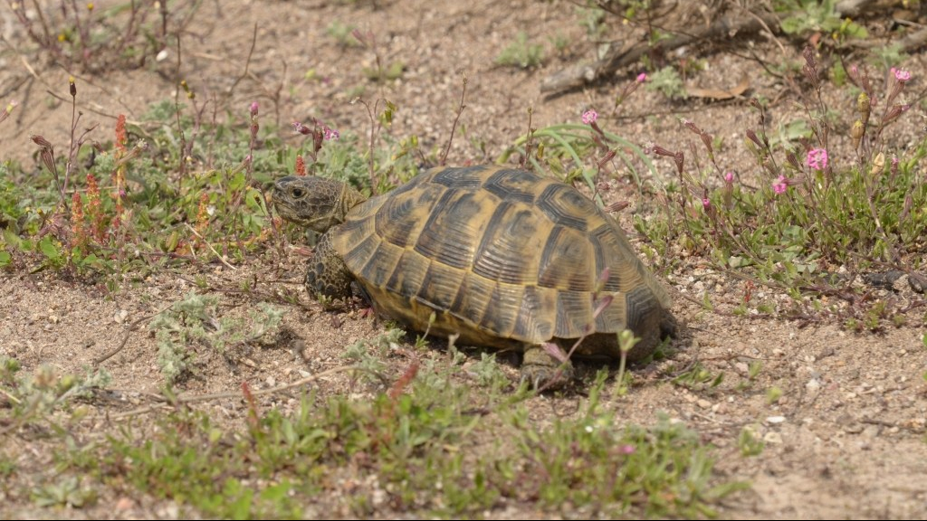 TEGRAE 20 Mar 2019 Kalloni Pans