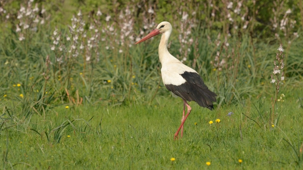 CICIC 20 Mar 2019 Kalloni Pans