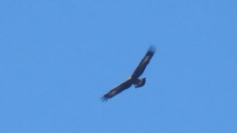 Autumn raptor passage – LESVOS BIRD NEWS