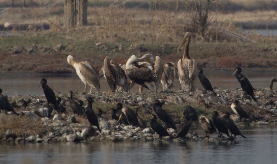 Great White Pelicans; Lesvos