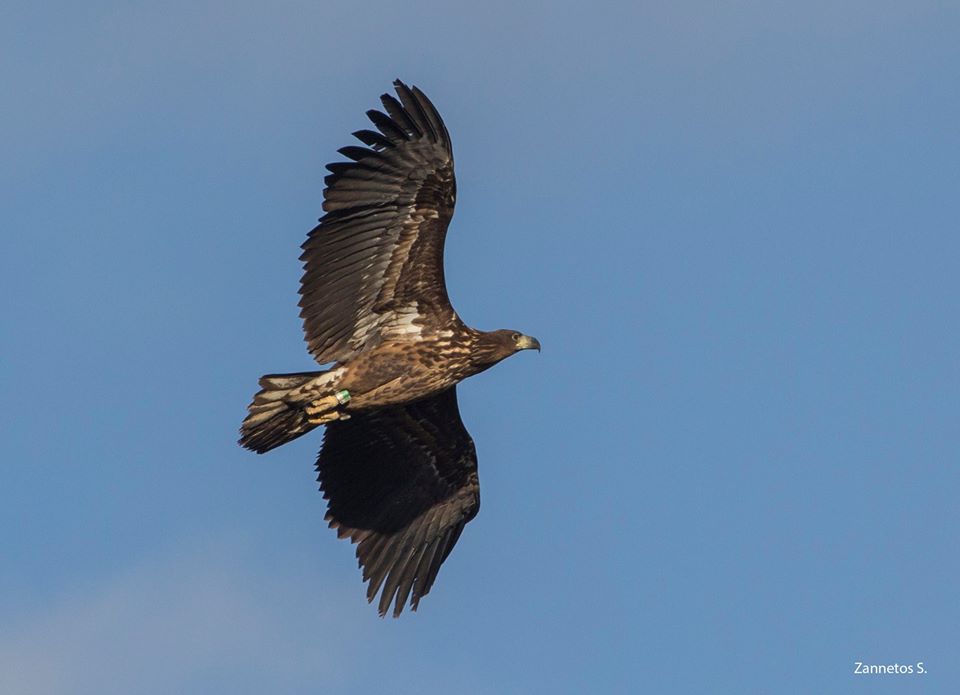 White-tailed Eagle from&nbsp;Bulgraria