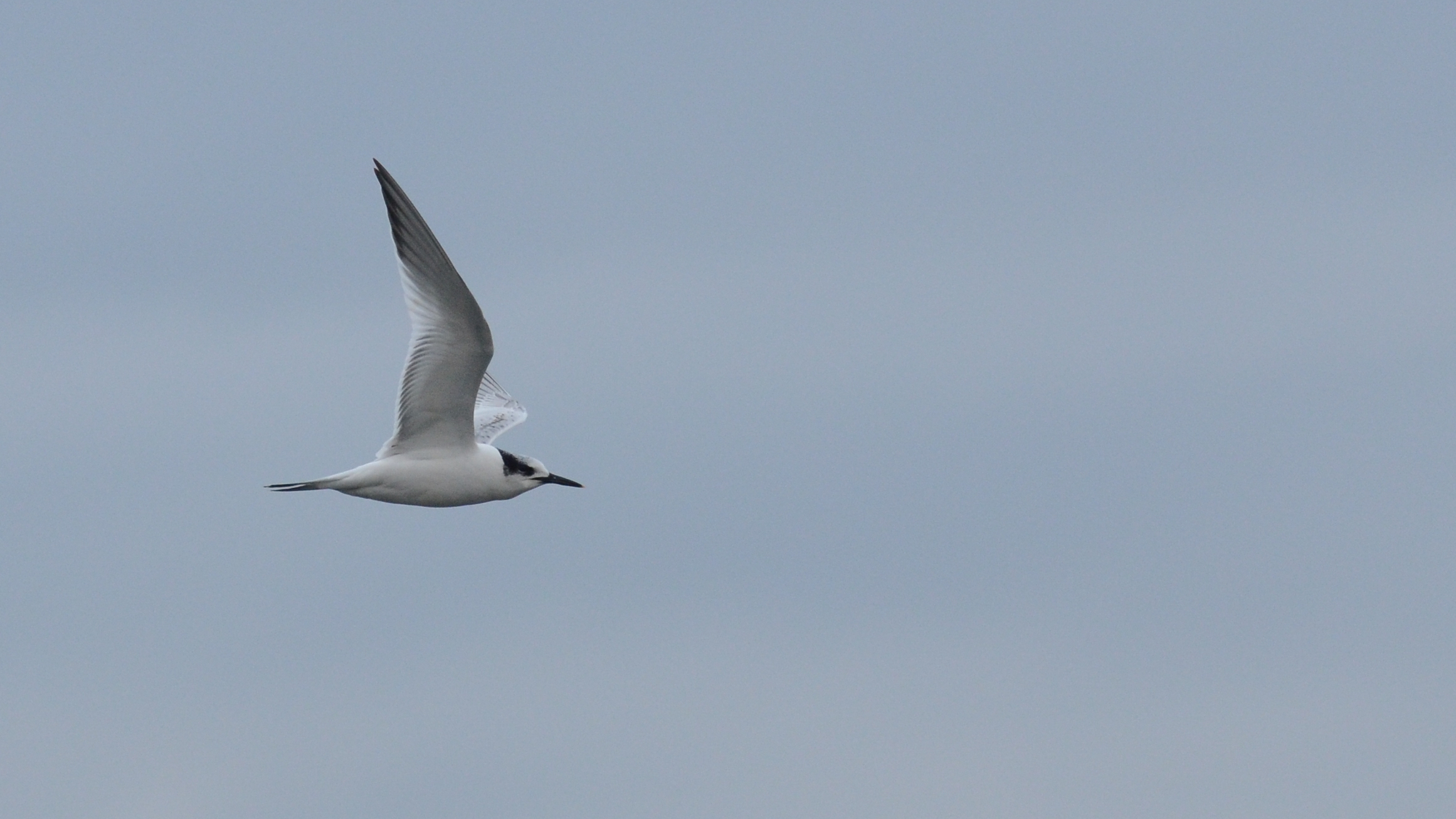 Sandwich tern, Lesvos, Lesvos birds
