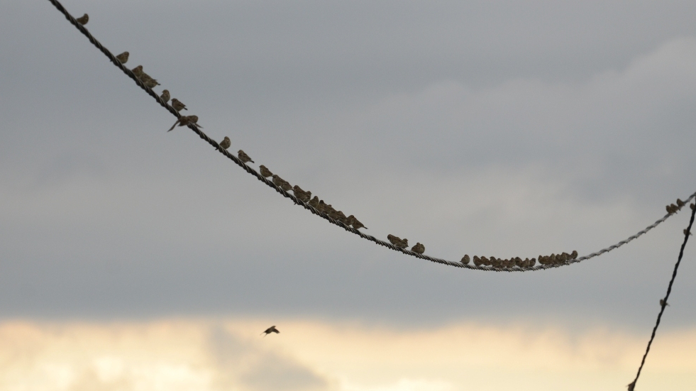 Corn Buntngs; Lesvos