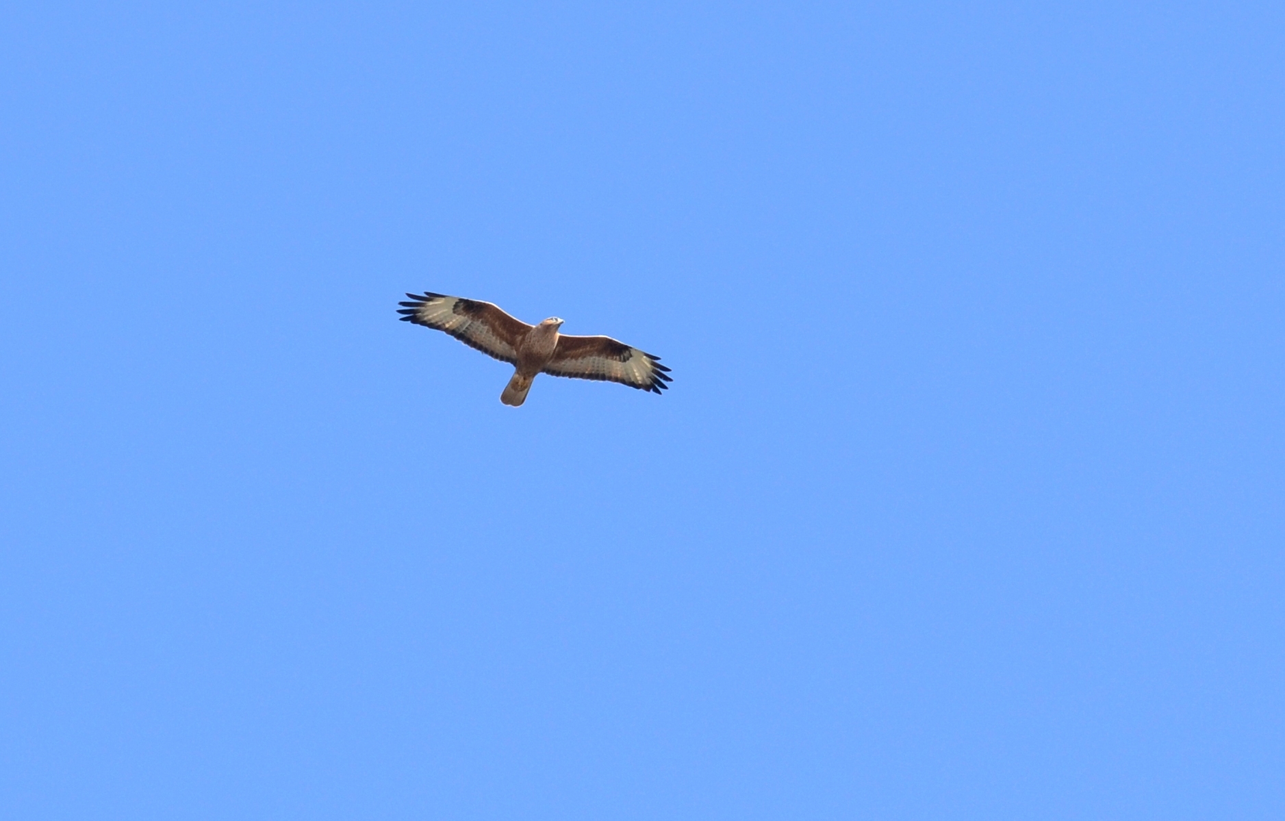 Long-legged Buzzard