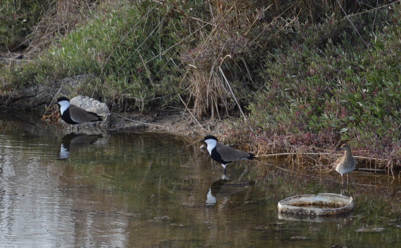 Some special migrants