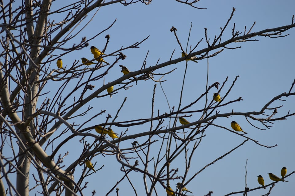 92023056_1524174281090313_779905716663091200_n