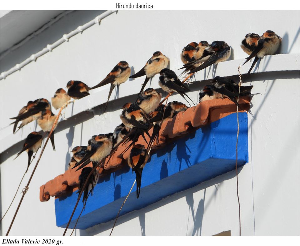 Swallow passage tragedy