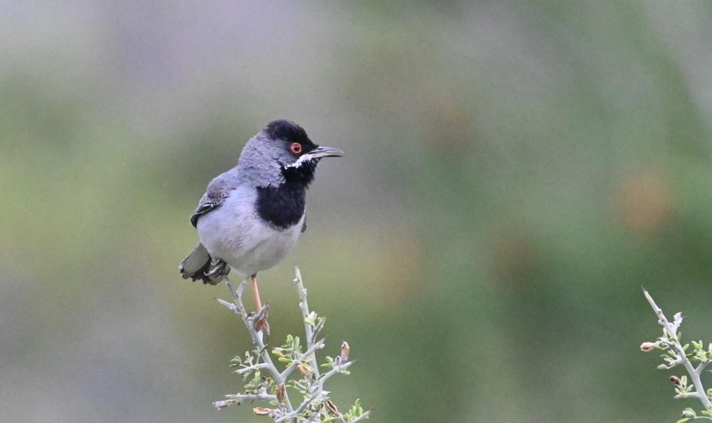 1-7 April ’24,&nbsp;update