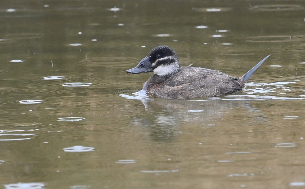 Rare sightings from autumn&nbsp;’24